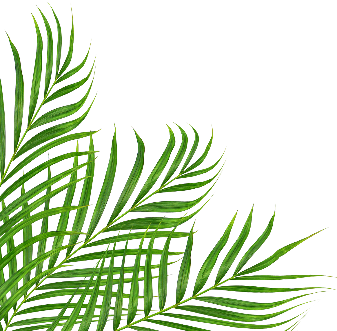 Green Leaves of Palm Tree Isolated on White Background